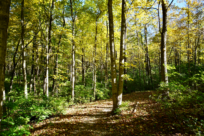 Beautiful Fall Leaves